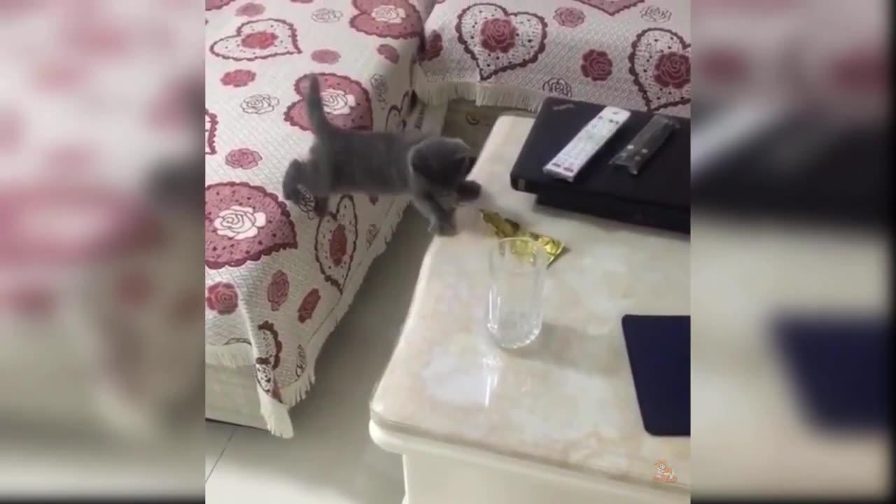 Funny Kitten Videos
