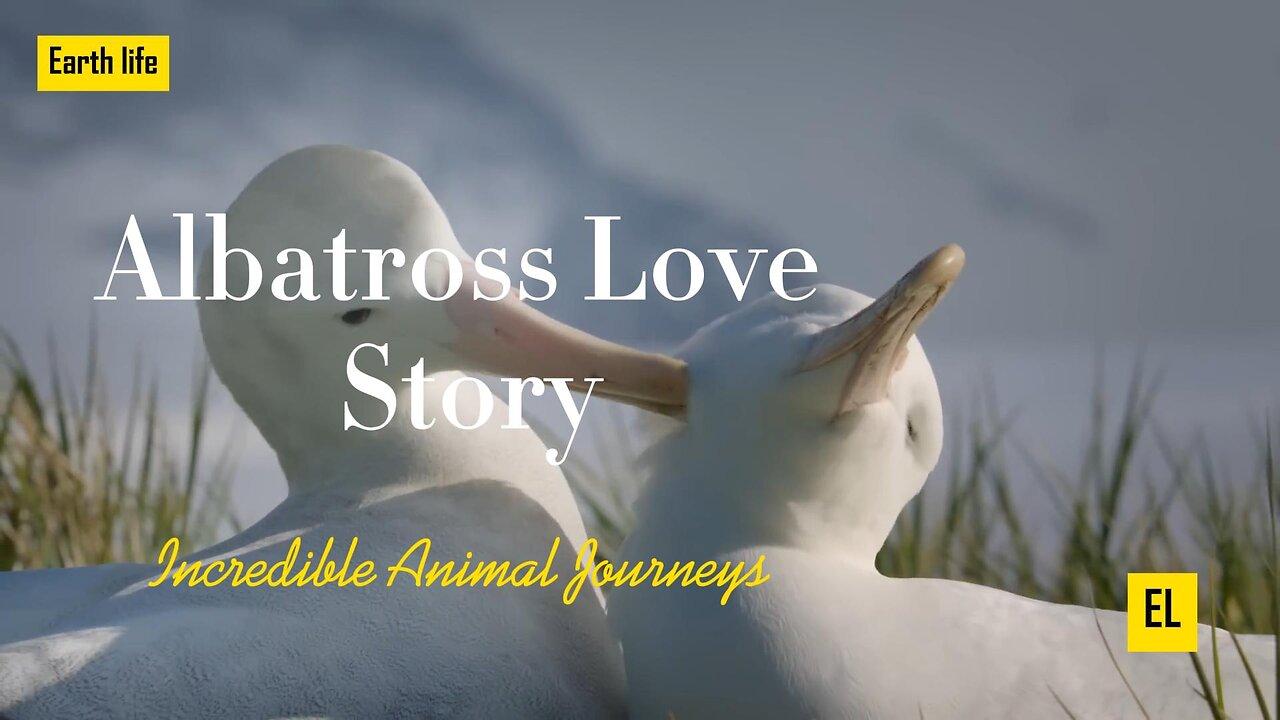 Albatross Love Story | Incredible Animal Journeys | Earth life