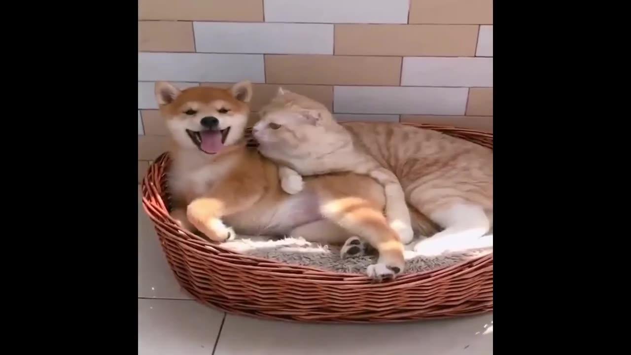 Baby Dogs 🔴 Cute and Funny Dog Videos Compilation  Funny Puppy Videos🐕🐕