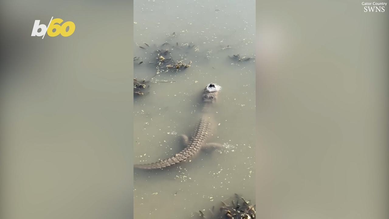 Cool Video Shows How Alligators Survive Freezing Winter Conditions