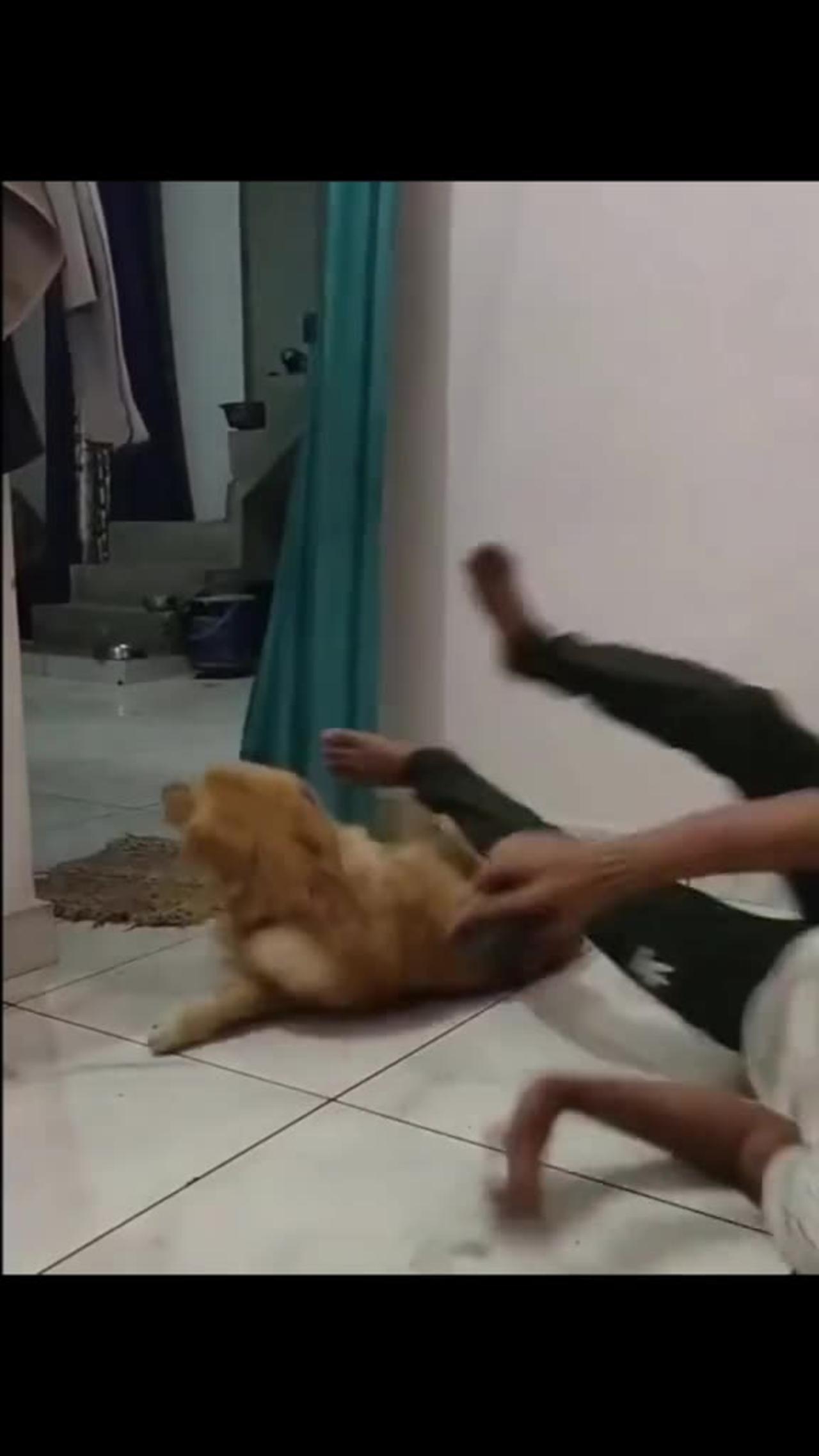 The end funny cute #funny #funnyvideos #animals #viral #pet #cat #dog #foryou #wee #haha