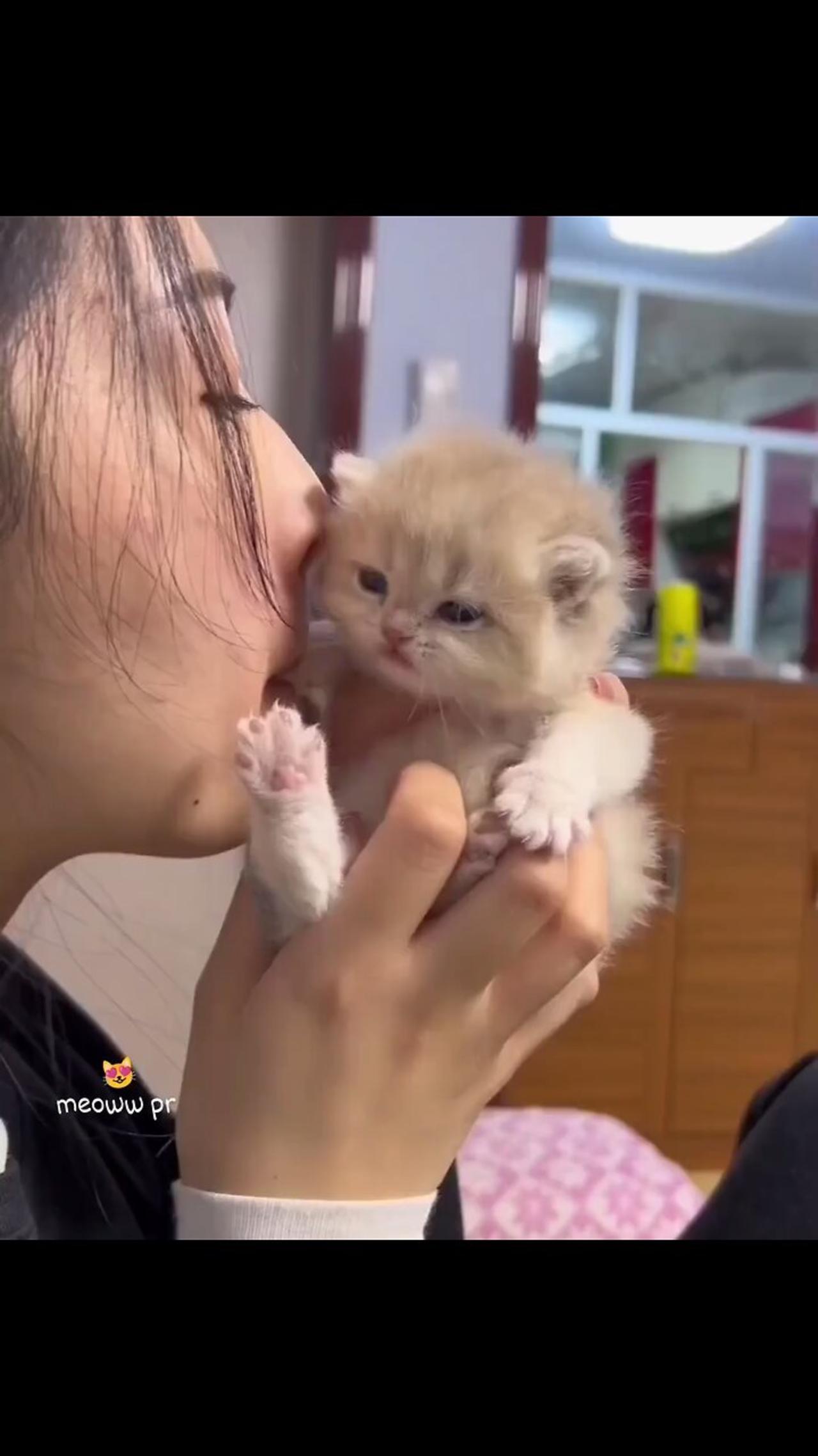 Cute little baby cat 🥰😍