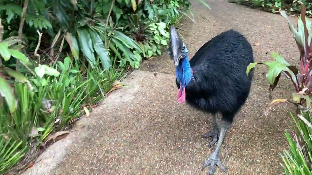 Curious southern Cassowary
