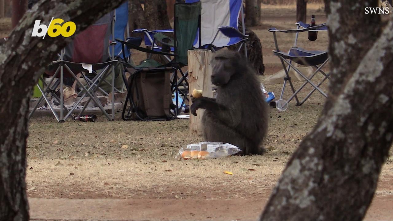 Hungry Baboons Caught Stealing Food From Family Campsite