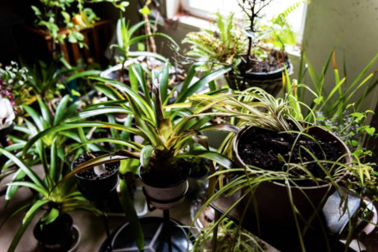 How to Keep Your Indoor Plants Alive During the Winter Months