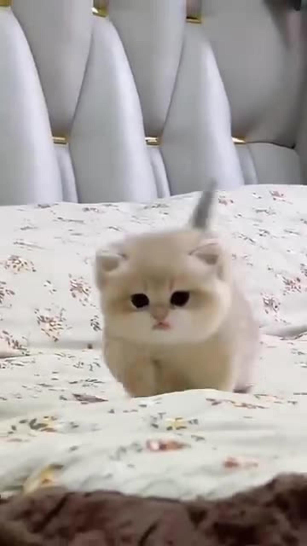 Cutie baby kittens sound 😺