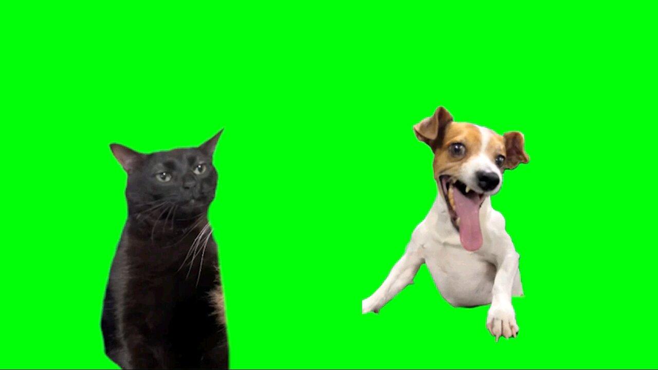 dog laughing meme with cat