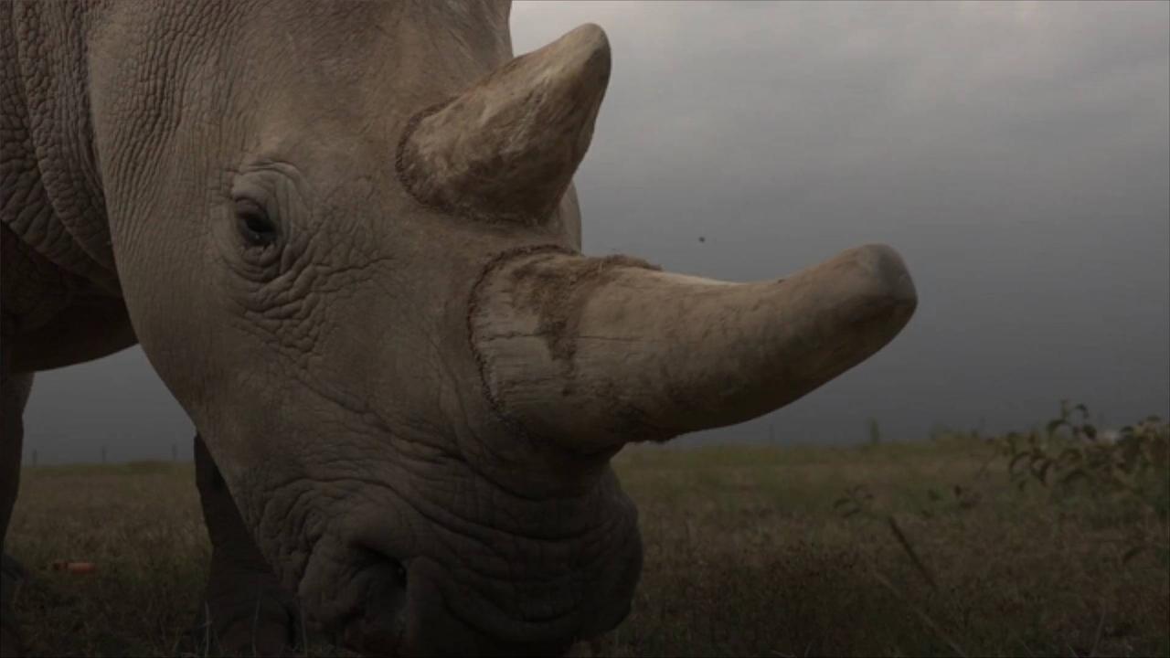 IVF Breakthrough Could Save Northern White Rhinos From Extinction