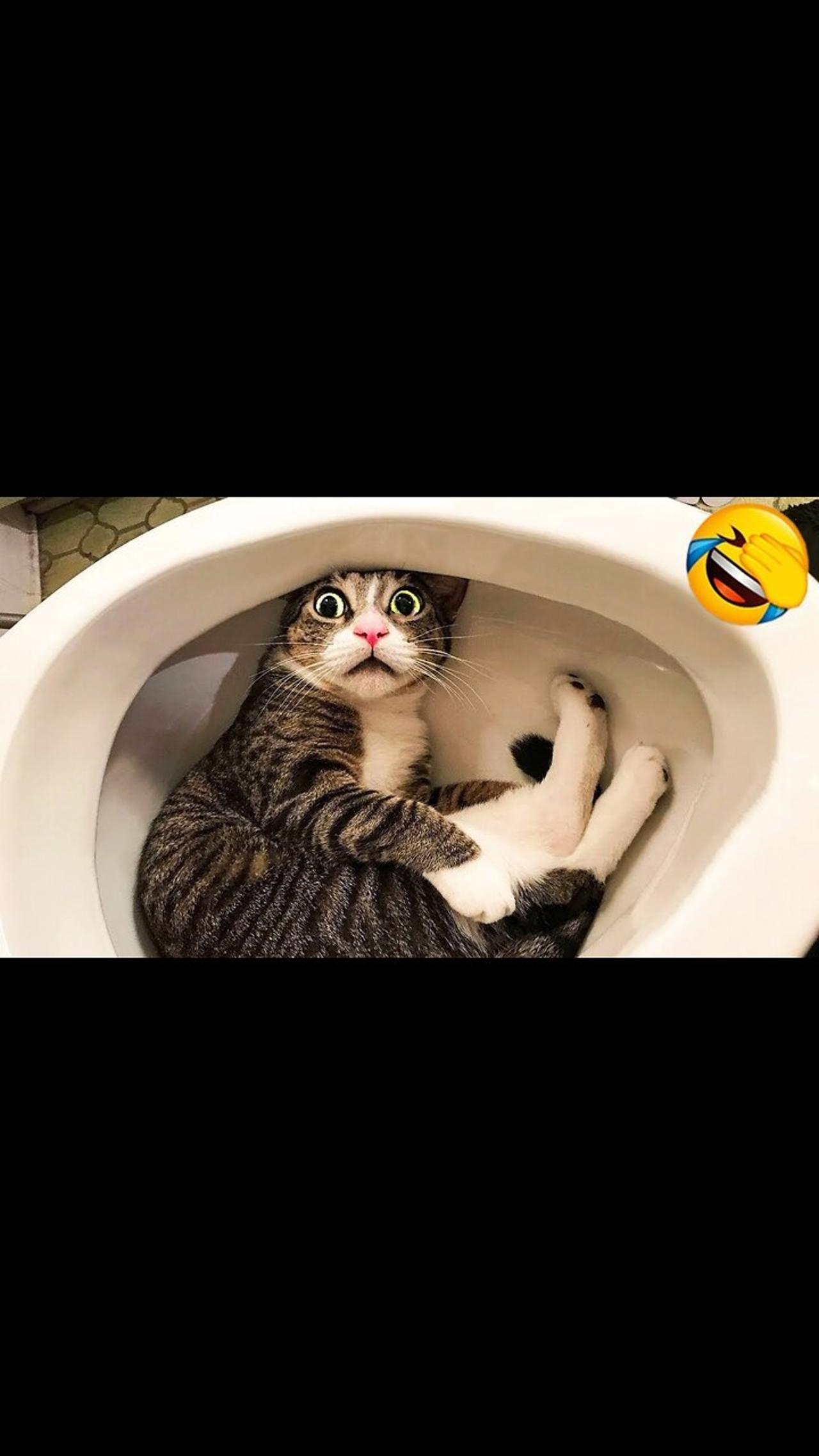 Animals crash😂  new cats video 2024.