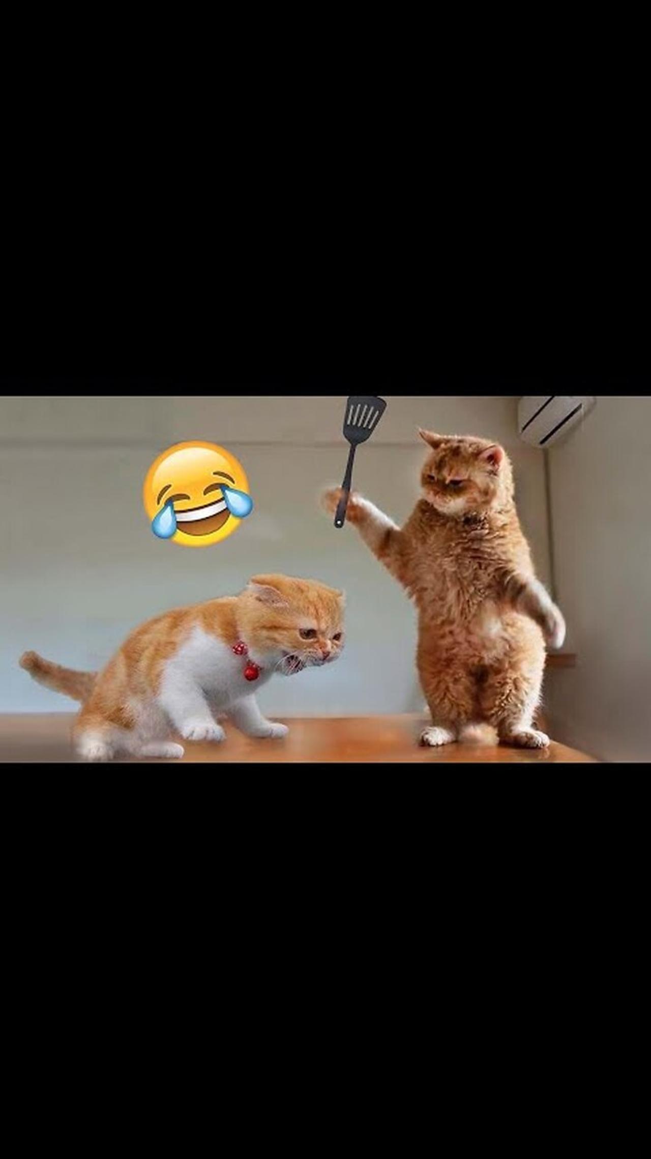 Best Funny Animal Videos of the year (2023)