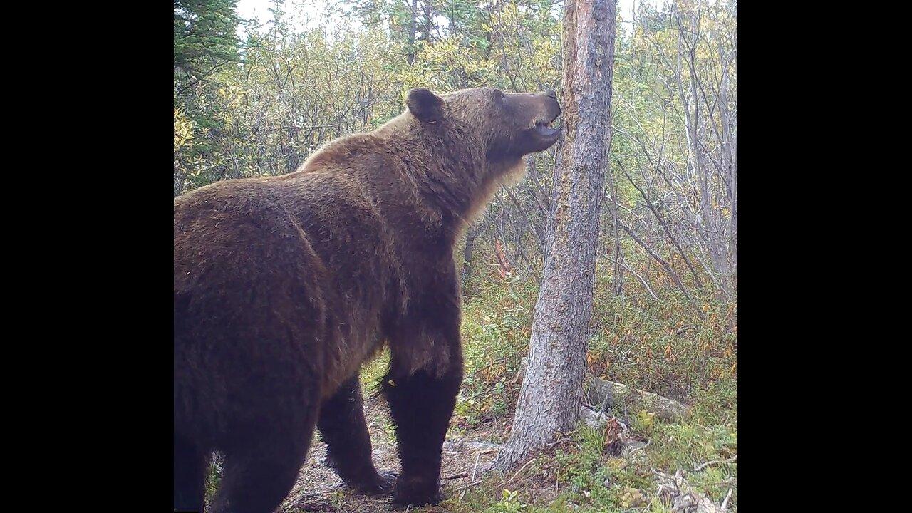 Giant Yukon Grizzly