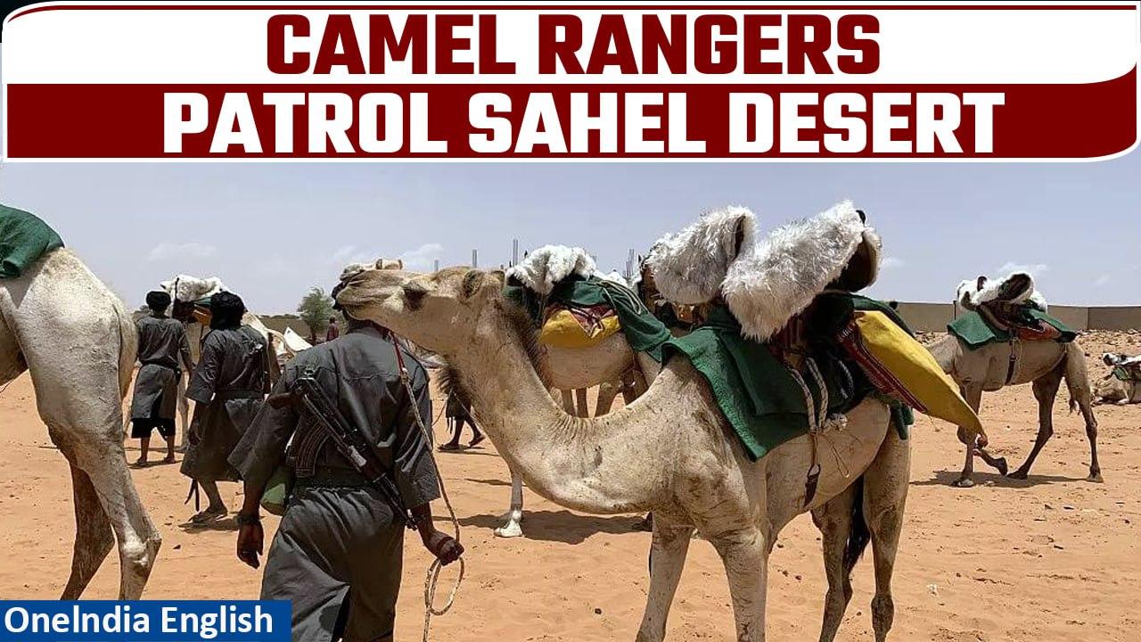 Mauritania: Camel rangers patrol Sahel desert to protect against extremism | Oneindia News