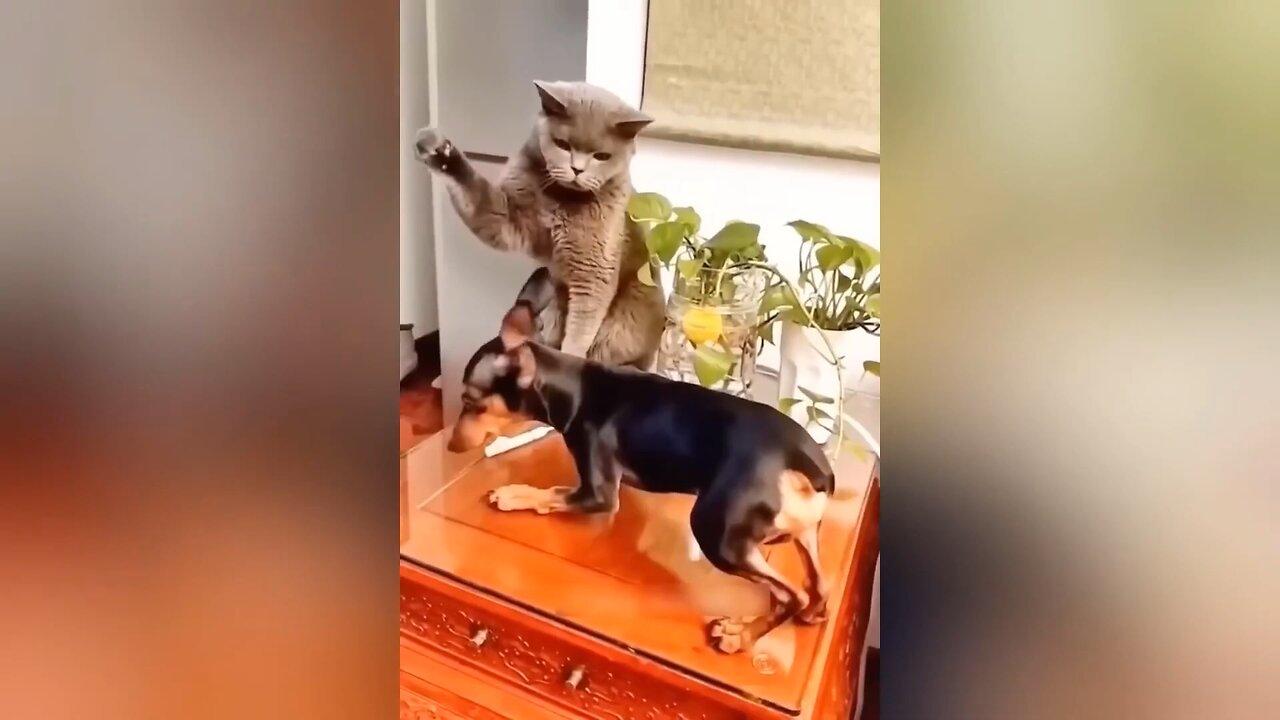 funny 🤣😂 animal cat and dog