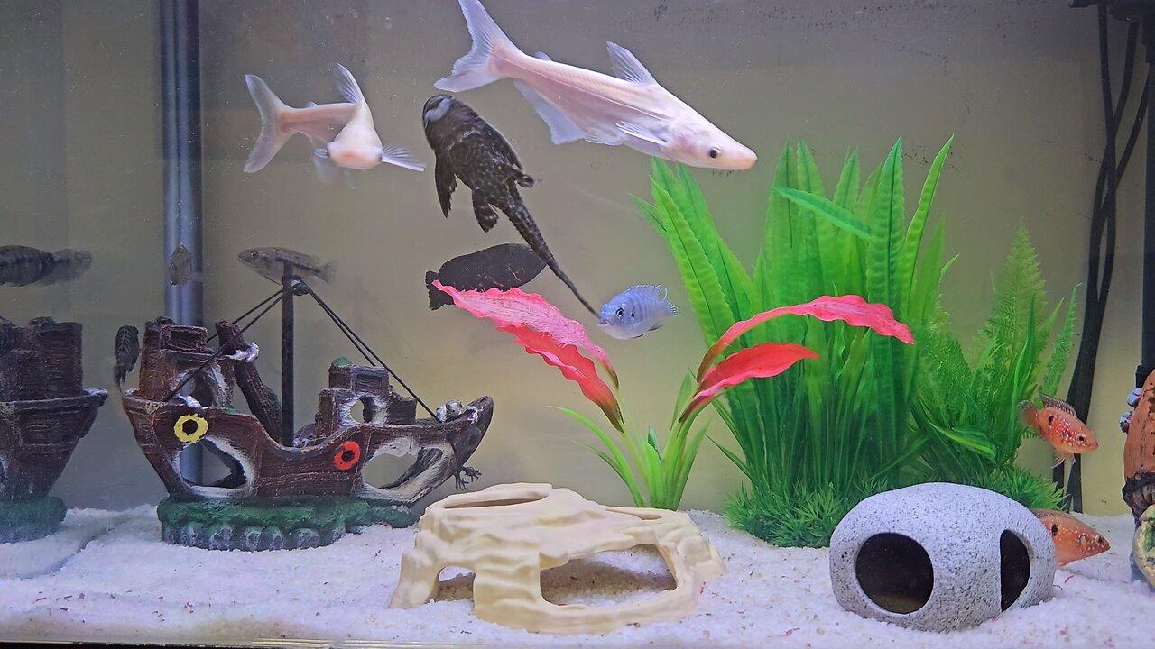 My Aquarium with colorful fishes