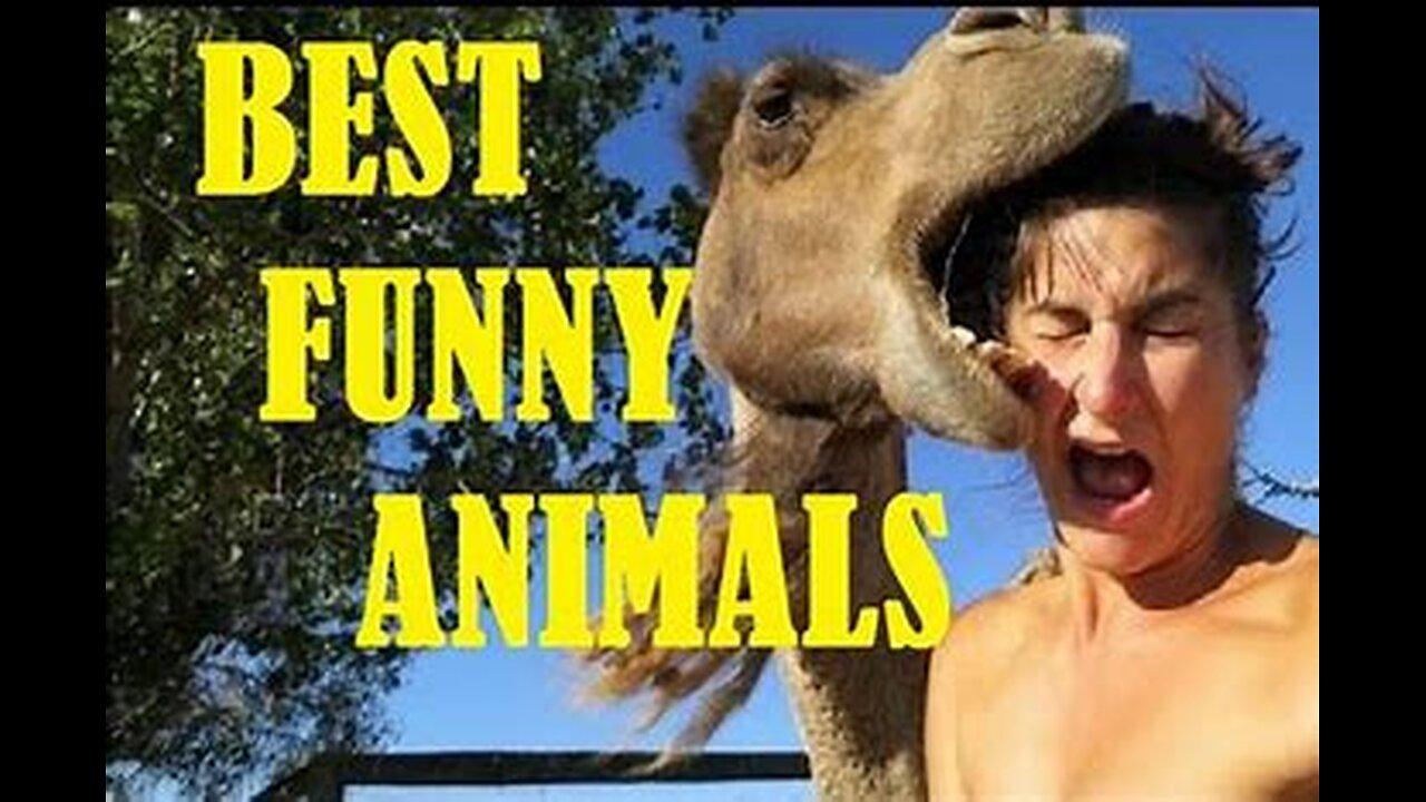 Animals Funny Moments