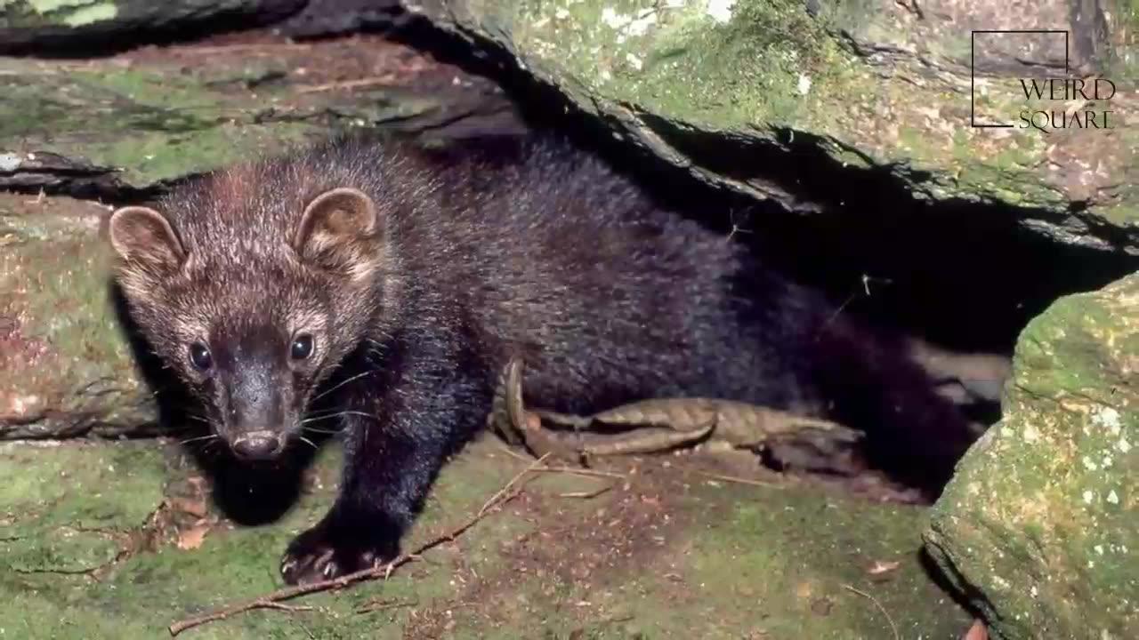 Interesting facts about fisher cat by weird square