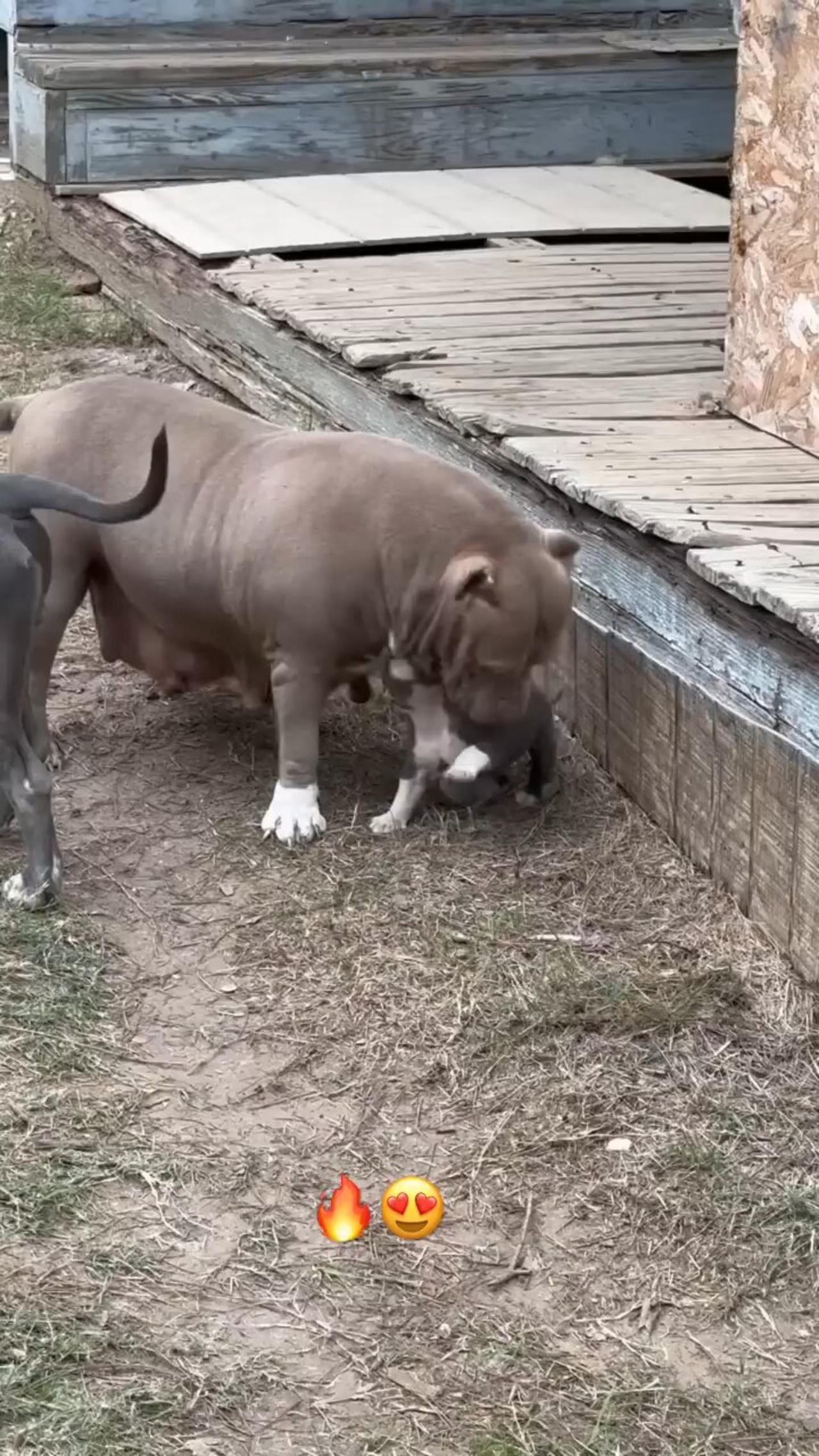 blue pitbull puppy playing with mom and dad