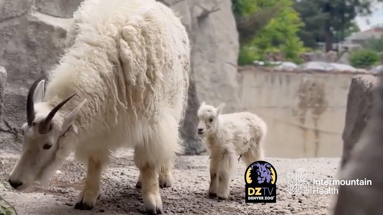 Baby Bulletin: Meet Our Fluffy Baby Rocky Mountain Goat