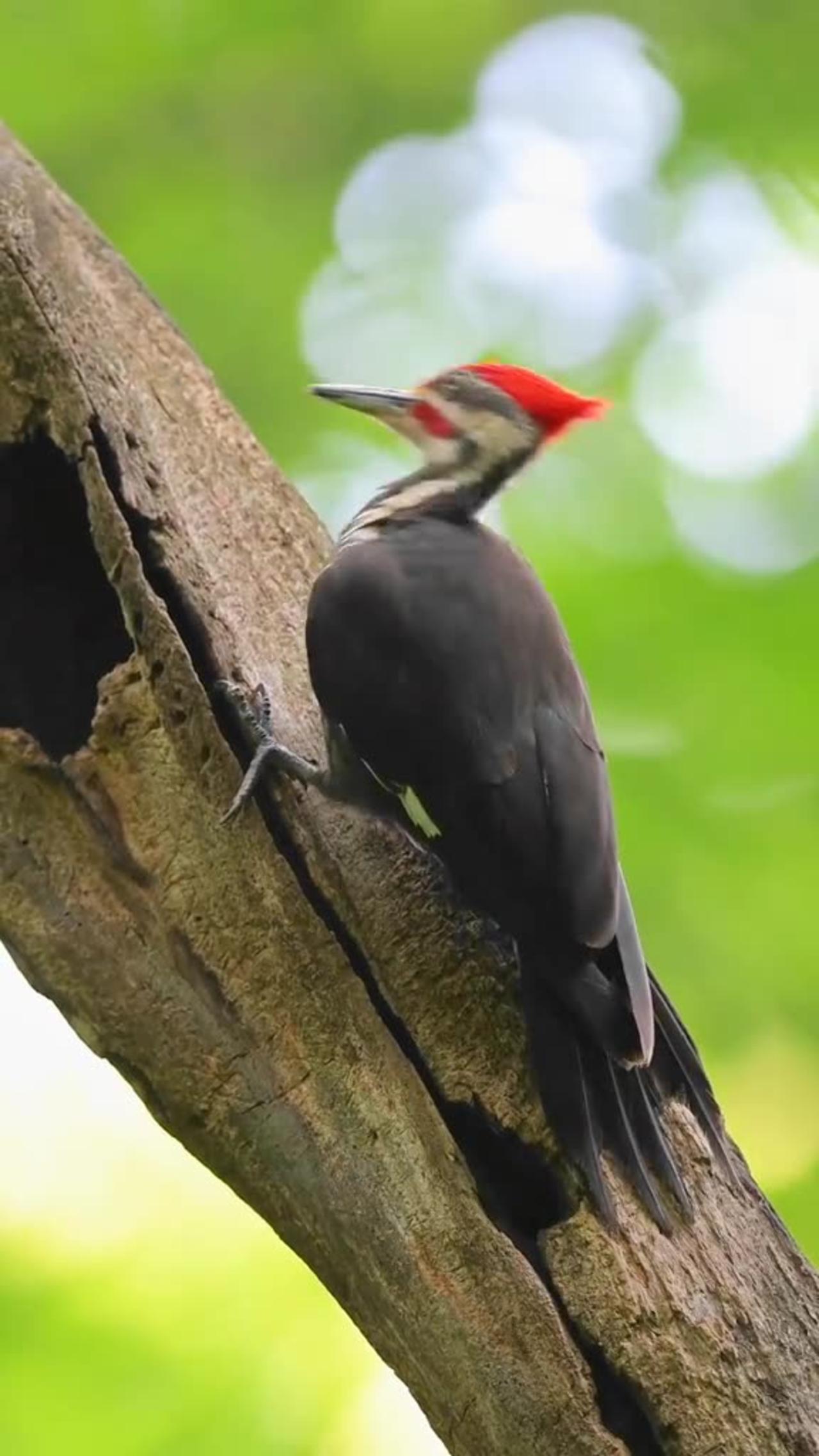 Woodpecker at the nature