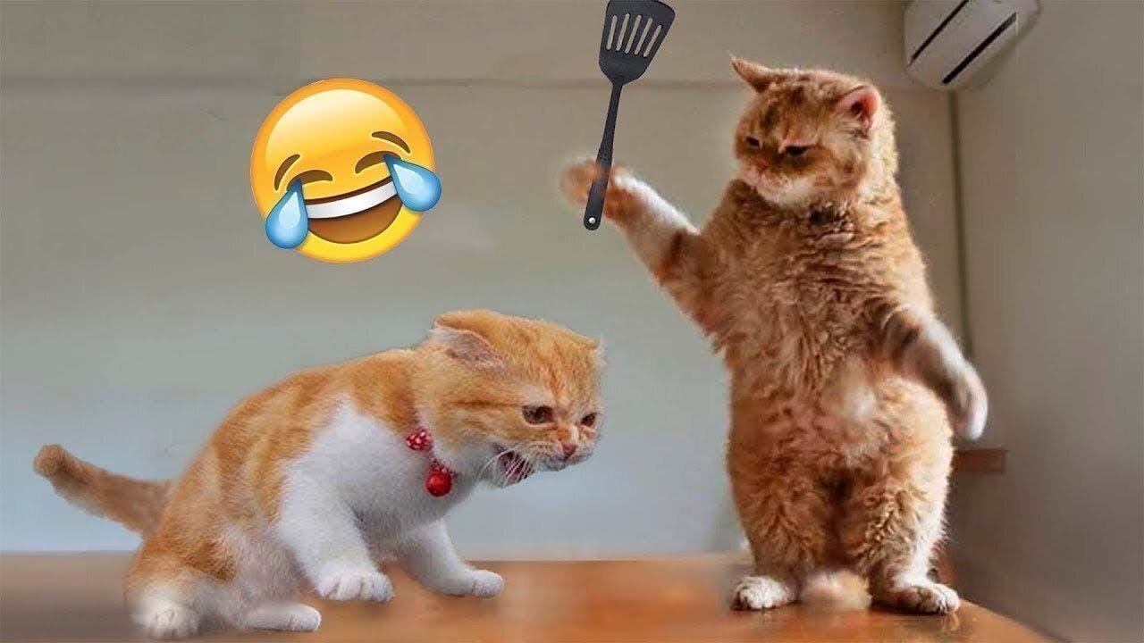 Cat funny video viral 😂😊🤣
