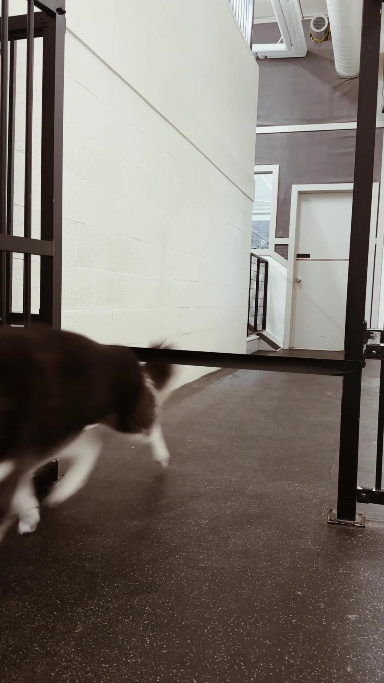 Testing the Athleticism of Doggy Daycare Pups