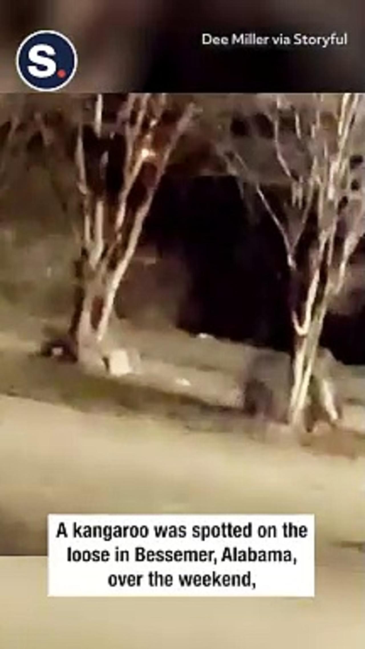 Escaped Kangaroo Spotted on the Loose in Alabama