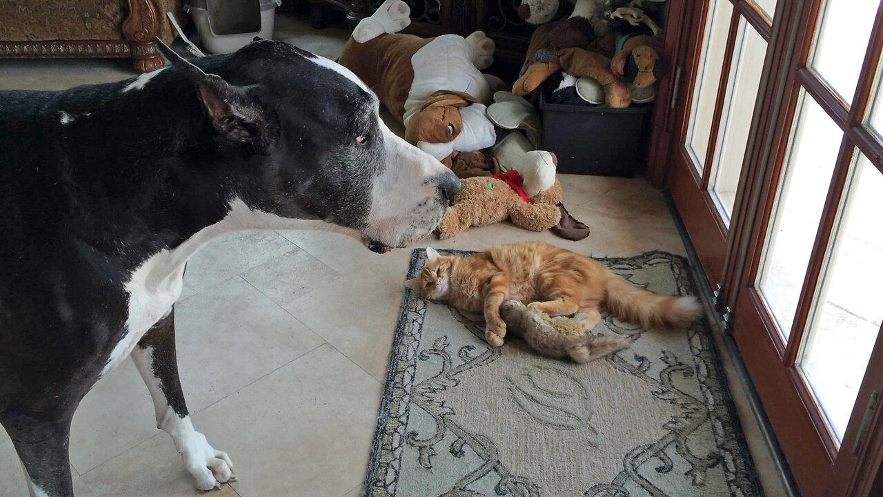 Funny Great Dane Sings To Cat Playing With Squirrel Stuffie Toy
