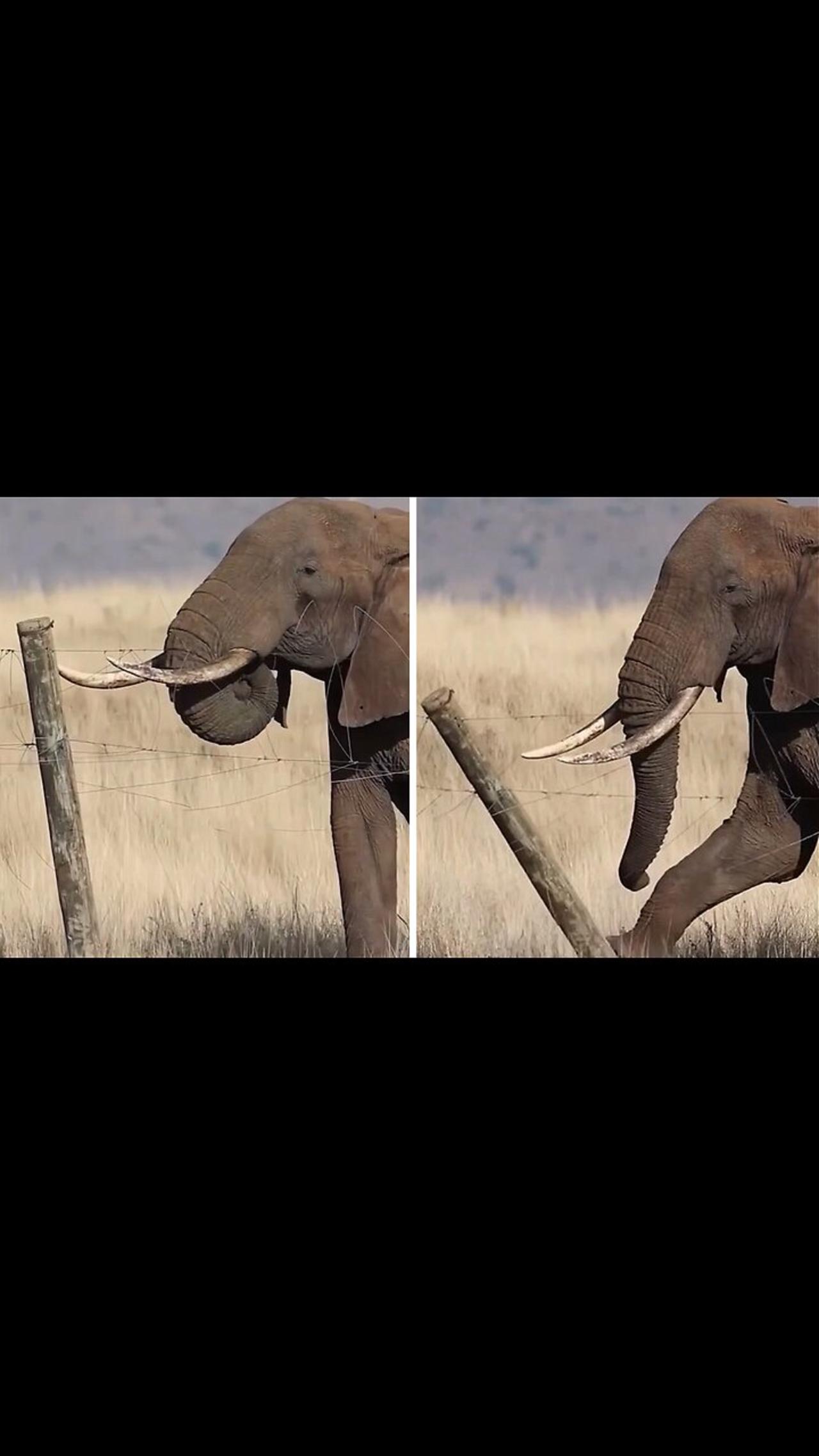 Female elephant shows incredible intelligence to break free her family