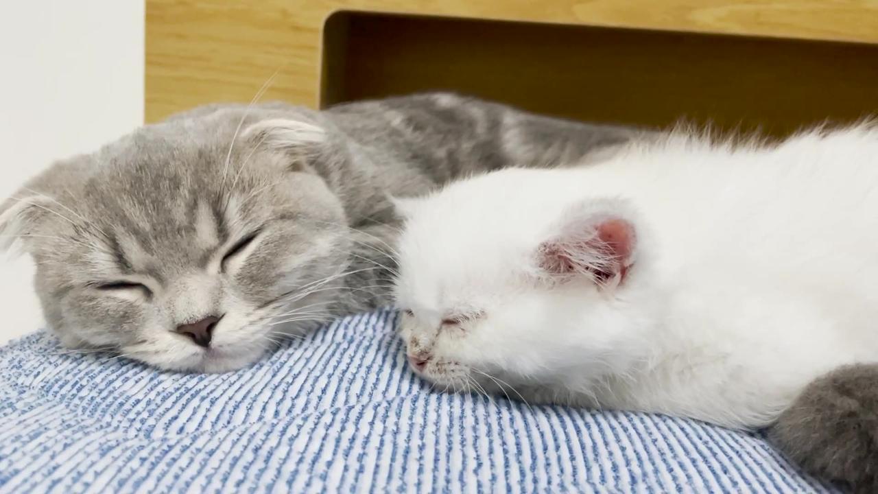 [Miracle] Kittens who fall asleep together on the 10th day after meeting (uncut)