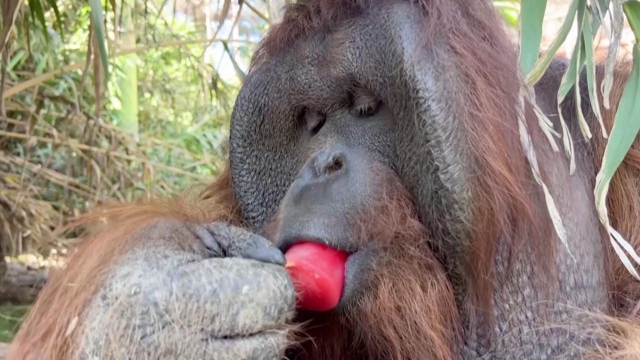 Chilean Zoo's Creative Solution Help Animals Beat Santiago Heatwave