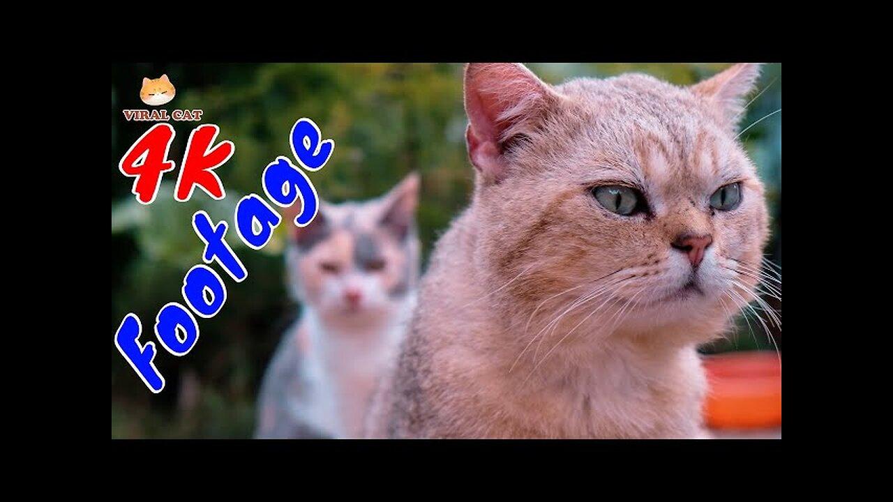 4K Quality Animal Footage - Cats and Kittens Beautiful Scenes 2024