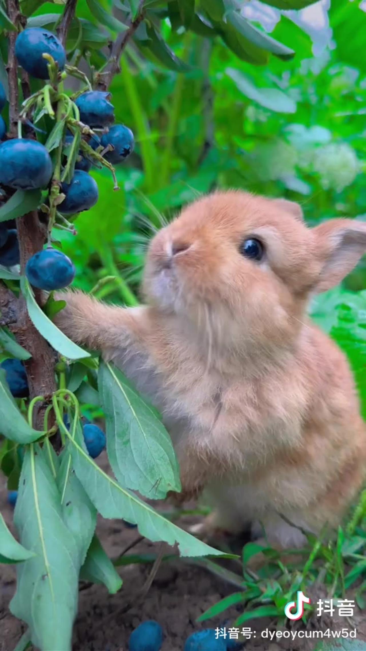 Cute rabbit video