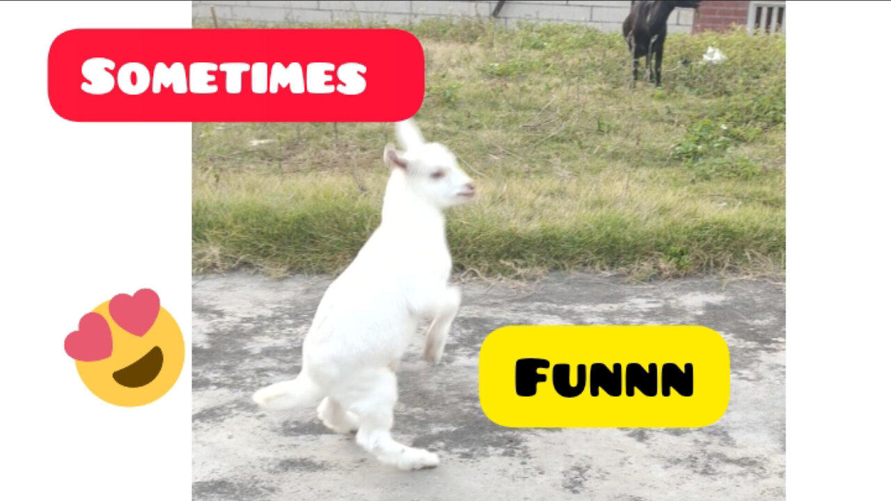 The slow motion baby goat video you didn’t know you need… But do!