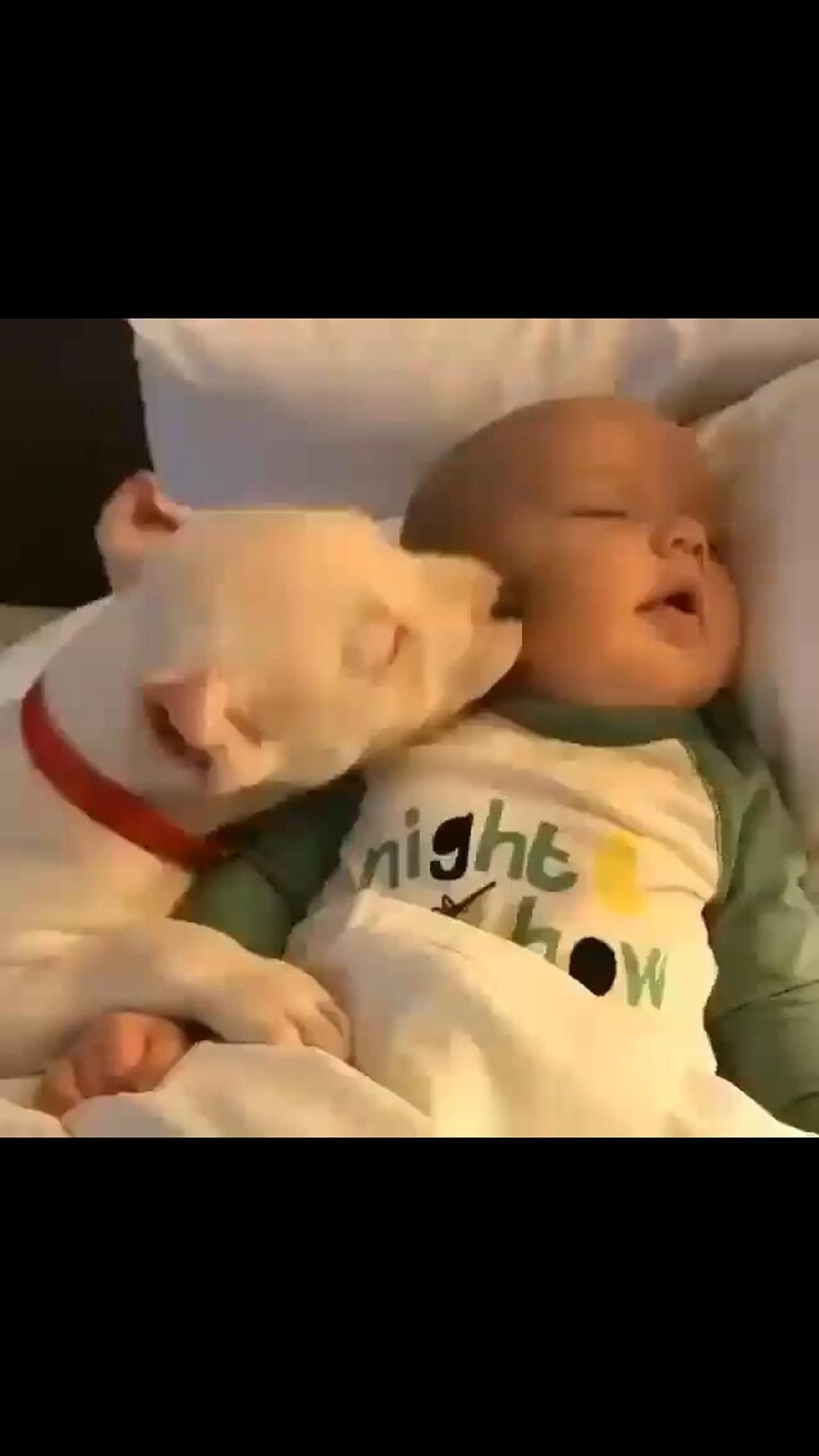 CUTE DOG AND BABY MOMENT CAUGHT ON CAMERA☺️