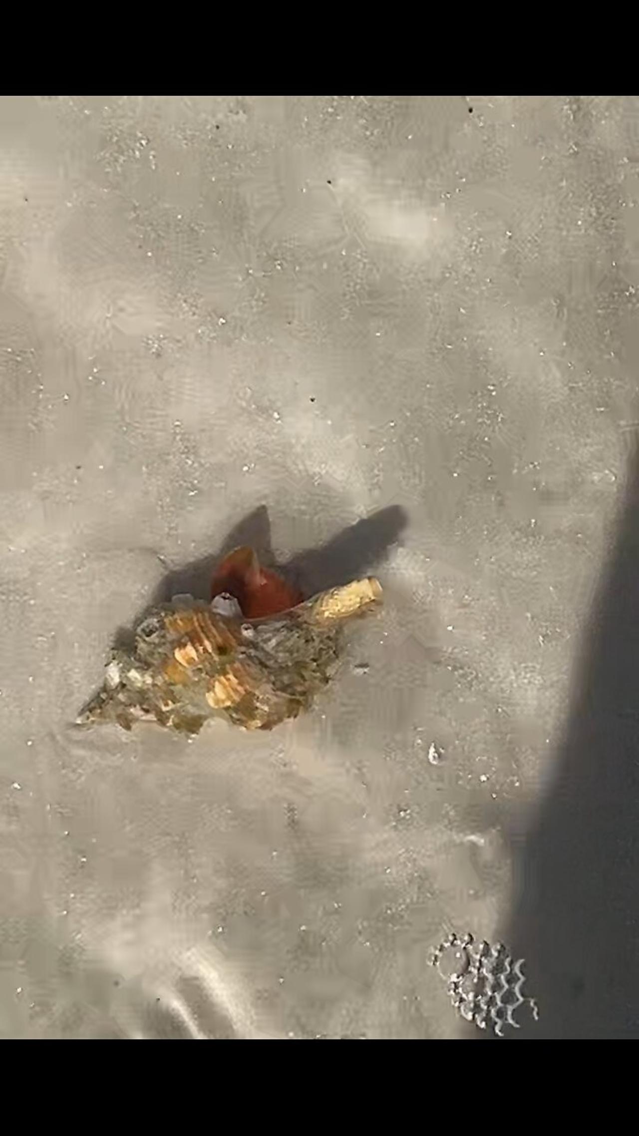 Live Horse Conch