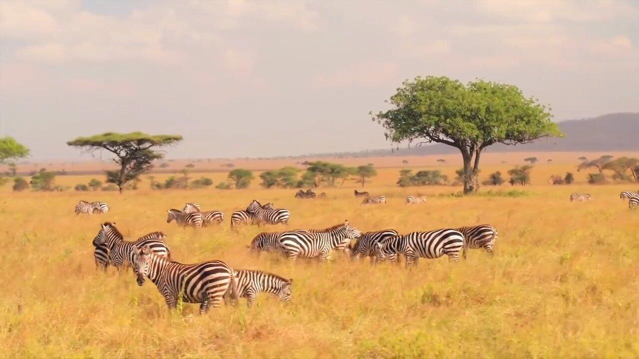 Wild Life Animals | Safari moments | forest | Free HD Videos | No copy right footage
