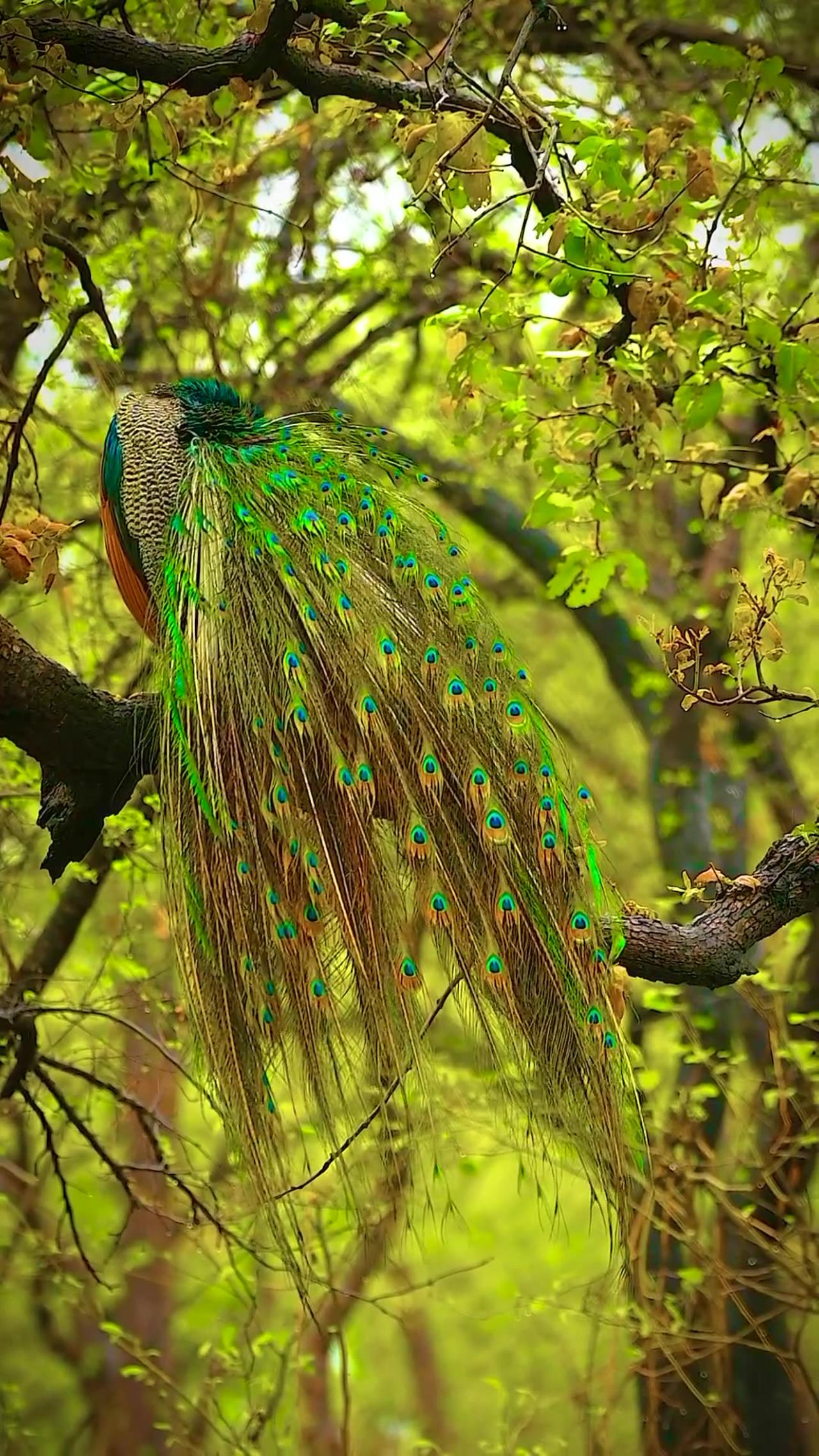 Indian peafowl