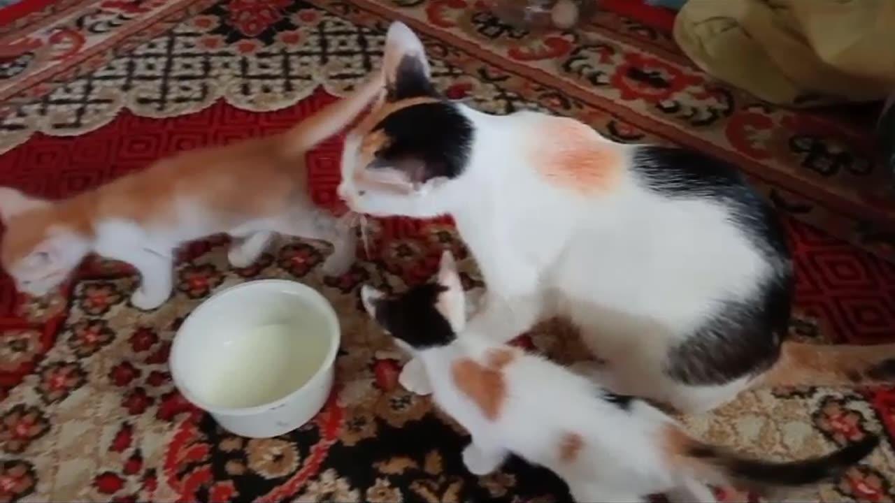 Amazing Animals Cute Cat Drinking Milk