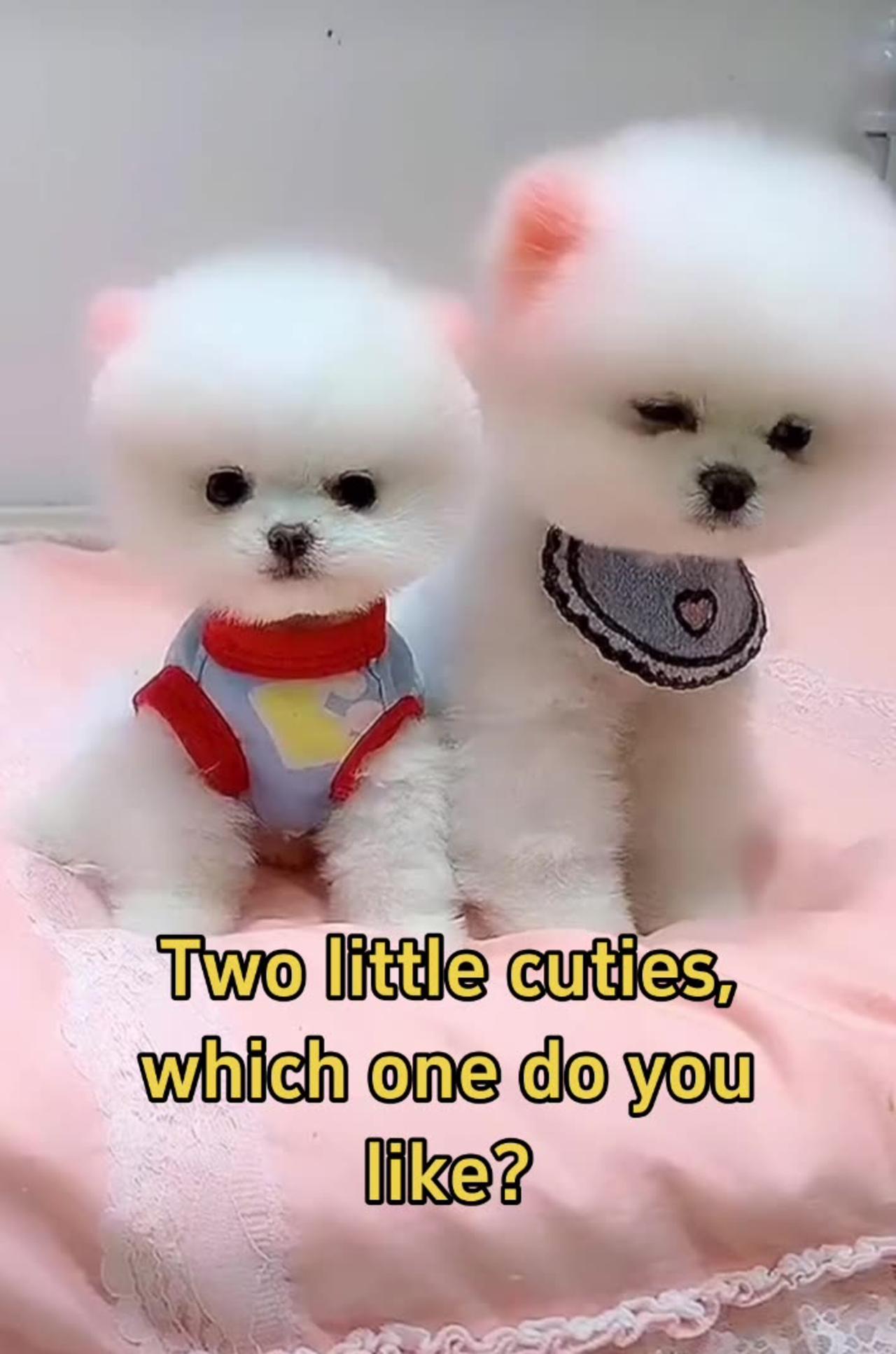 Two little cuties, which one do you like?
