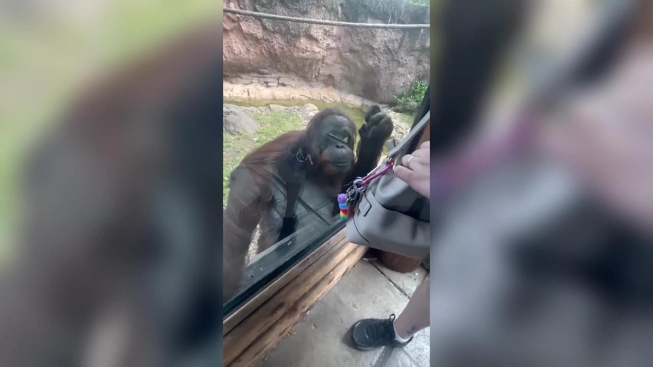 Orangutan Genius: Hilarious Money Tricks Caught on Camera!  Funny Primate Moments