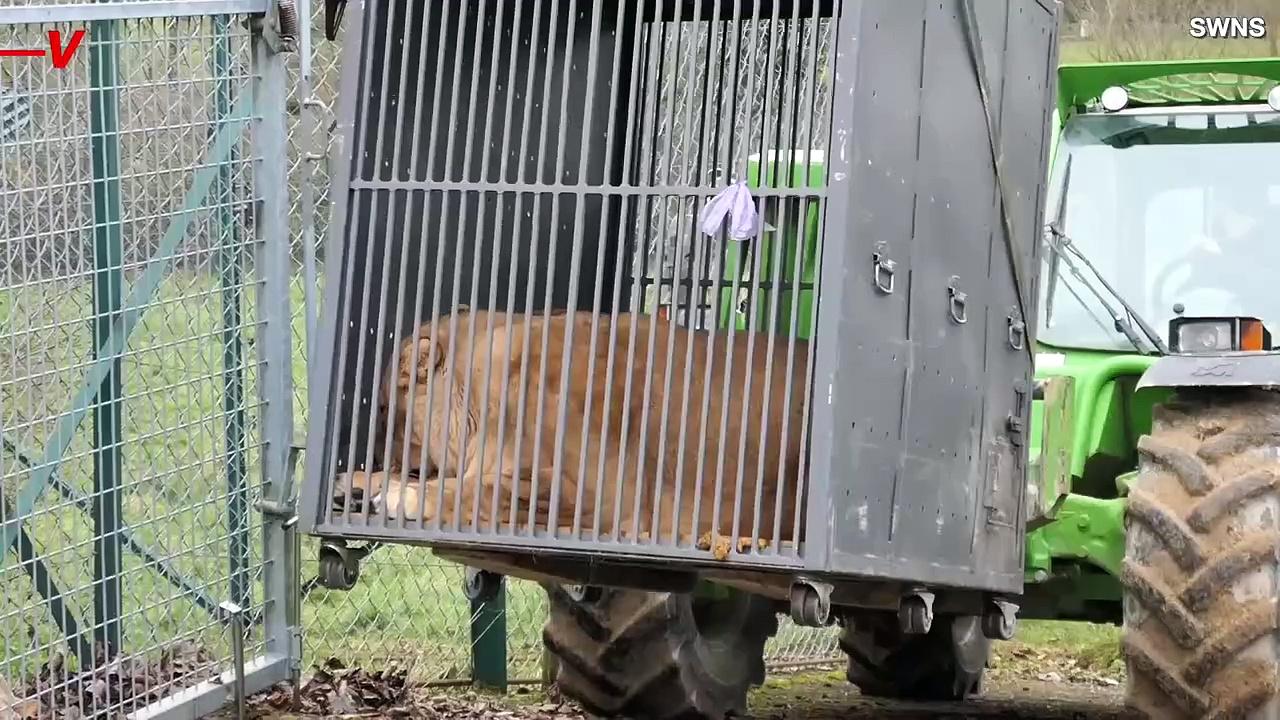 Three Lions Have Been Safely Transferred From War-Torn Ukraine to France