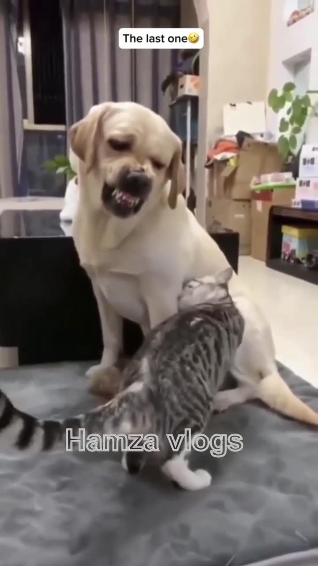 Funny Cats, Dogs Videos 2024 😅 Best Funniest Animal Video - 2024 - 4