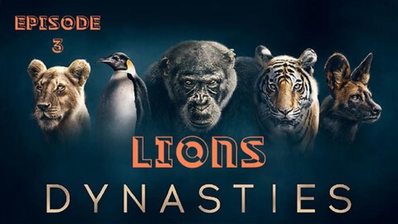 Dynasties (2018 TV series) ♥ Part 3 Lions 🦁
