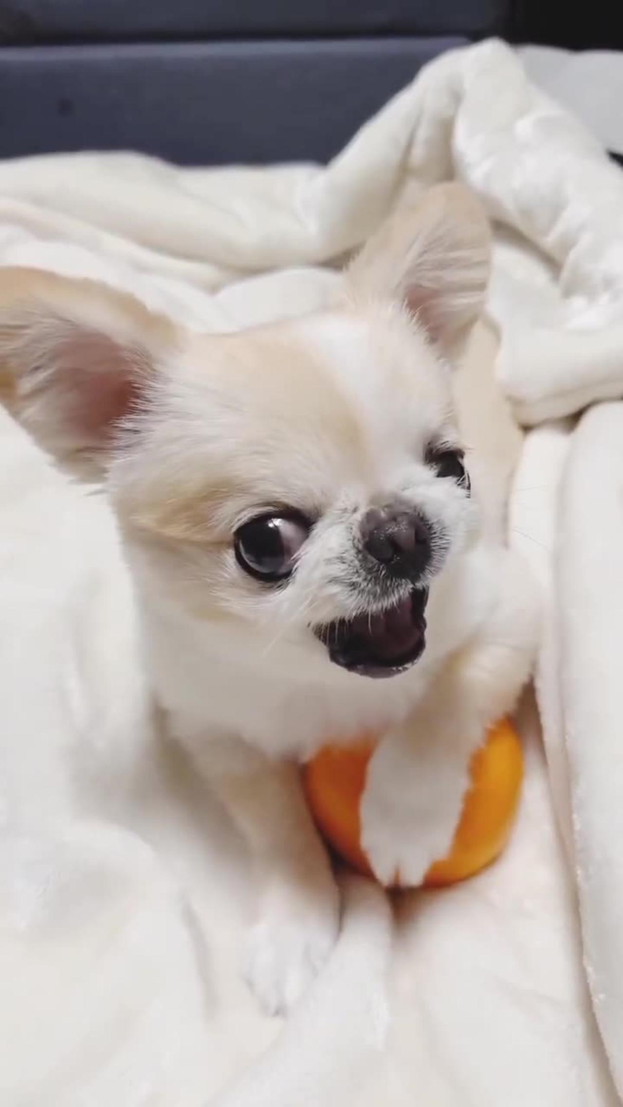 Cute pets viral video 🎥