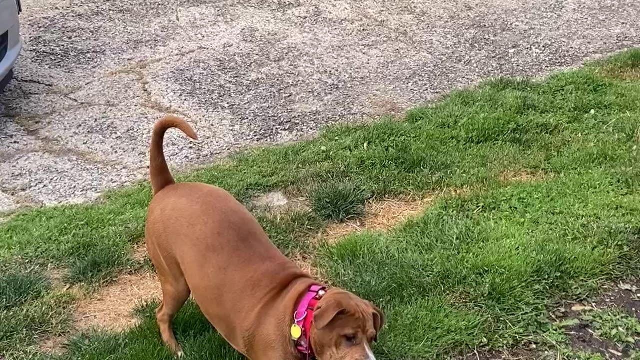 This is what happens when you Eat lead paint One News Page VIDEO