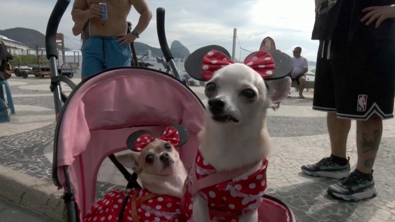 Rio's Canine Carnival Woofs Its Way onto Copacabana Beach