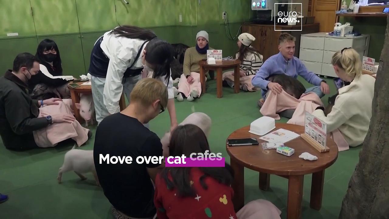 Watch: Take a look inside the adorable Japanese cafe where you can cuddle with micro pigs