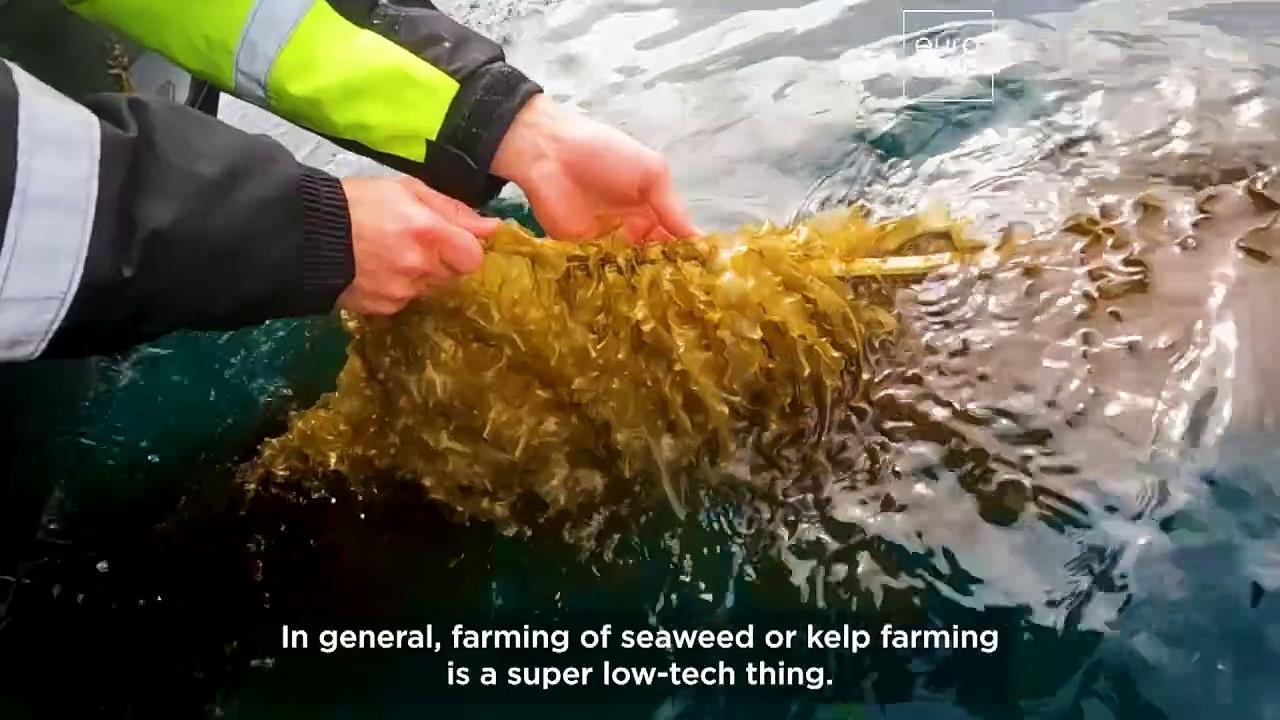 Watch: Scientists farm a superfood in the North Sea