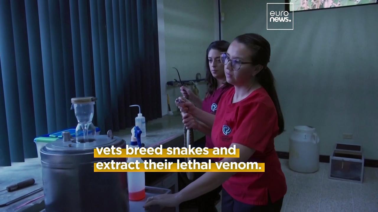 Scientists inject horses with snake venom to develop treatment for humans