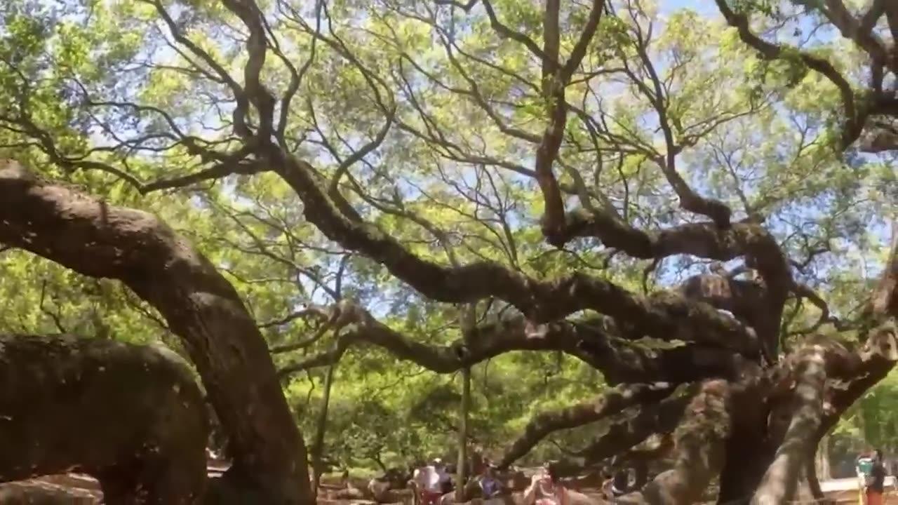 20 Most Unusual Trees In The World One News Page Video 20 Most Unusual Trees In The World One News Page Video